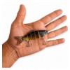 Fish-XPro Swimbait Kit